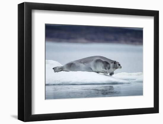 Ringed Seal on Iceberg, Nunavut, Canada-Paul Souders-Framed Photographic Print