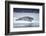 Ringed Seal on Iceberg, Nunavut, Canada-Paul Souders-Framed Photographic Print