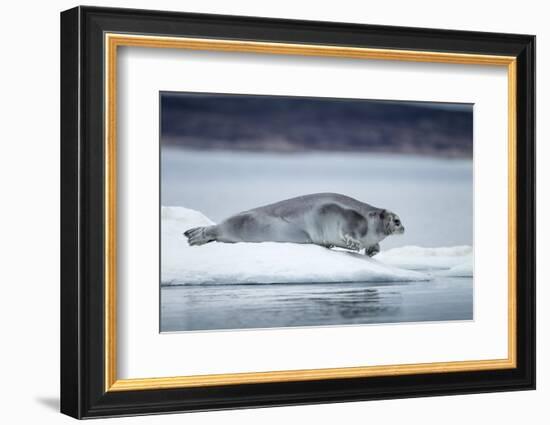 Ringed Seal on Iceberg, Nunavut, Canada-Paul Souders-Framed Photographic Print