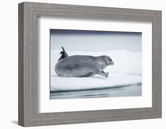 Ringed Seal on Iceberg, Nunavut, Canada-Paul Souders-Framed Photographic Print