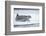 Ringed Seal on Iceberg, Nunavut, Canada-Paul Souders-Framed Photographic Print