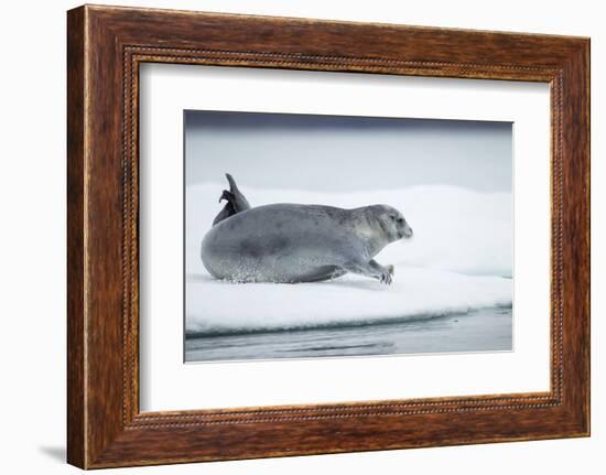 Ringed Seal on Iceberg, Nunavut, Canada-Paul Souders-Framed Photographic Print