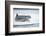 Ringed Seal on Iceberg, Nunavut, Canada-Paul Souders-Framed Photographic Print