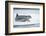 Ringed Seal on Iceberg, Nunavut, Canada-Paul Souders-Framed Photographic Print