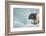 Ringed Seal Pup, Nunavut, Canada-Paul Souders-Framed Photographic Print