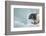 Ringed Seal Pup, Nunavut, Canada-Paul Souders-Framed Photographic Print