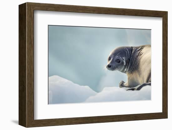 Ringed Seal Pup, Nunavut, Canada-Paul Souders-Framed Photographic Print