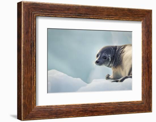 Ringed Seal Pup, Nunavut, Canada-Paul Souders-Framed Photographic Print