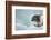 Ringed Seal Pup, Nunavut, Canada-Paul Souders-Framed Photographic Print