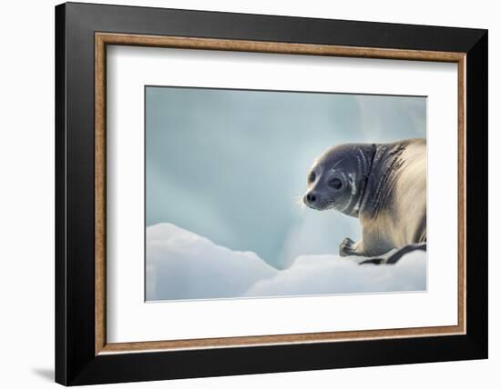 Ringed Seal Pup, Nunavut, Canada-Paul Souders-Framed Photographic Print