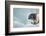 Ringed Seal Pup, Nunavut, Canada-Paul Souders-Framed Photographic Print