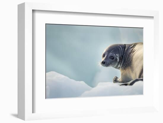 Ringed Seal Pup, Nunavut, Canada-Paul Souders-Framed Photographic Print