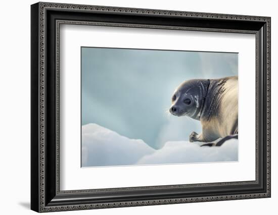 Ringed Seal Pup, Nunavut, Canada-Paul Souders-Framed Photographic Print