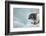 Ringed Seal Pup, Nunavut, Canada-Paul Souders-Framed Photographic Print