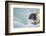 Ringed Seal Pup, Nunavut, Canada-Paul Souders-Framed Photographic Print