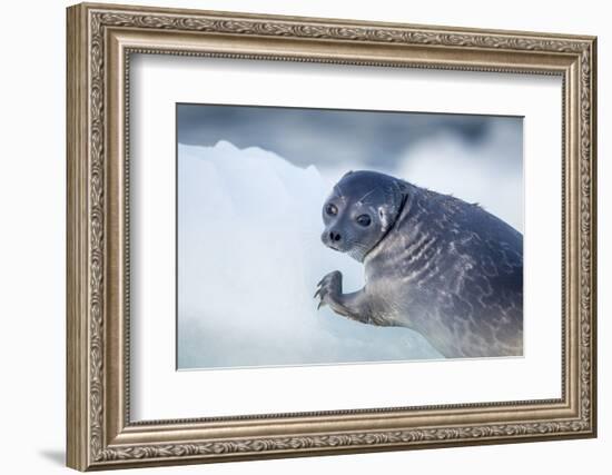 Ringed Seal Pup, Nunavut, Canada-Paul Souders-Framed Photographic Print