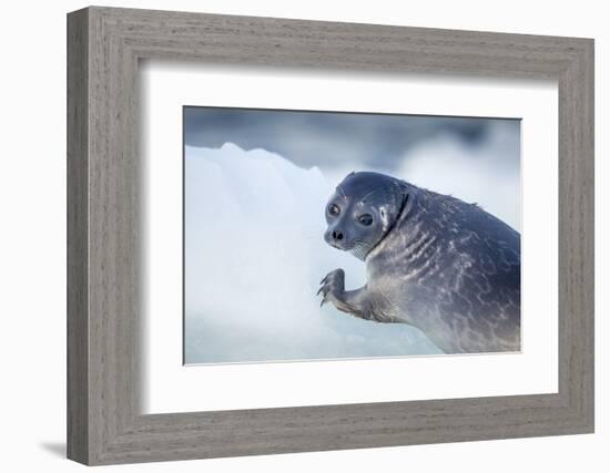 Ringed Seal Pup, Nunavut, Canada-Paul Souders-Framed Photographic Print