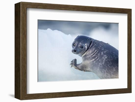 Ringed Seal Pup, Nunavut, Canada-Paul Souders-Framed Photographic Print