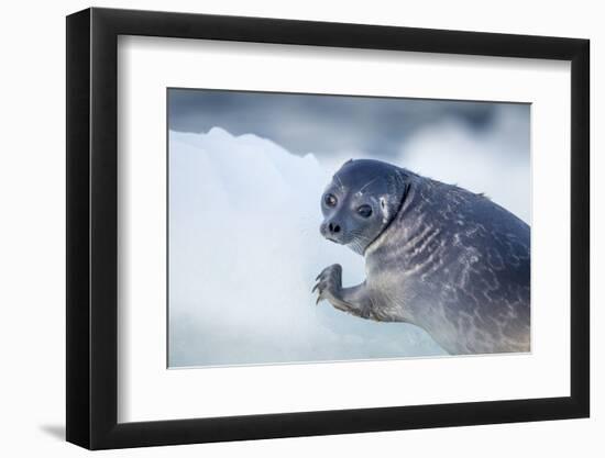 Ringed Seal Pup, Nunavut, Canada-Paul Souders-Framed Photographic Print
