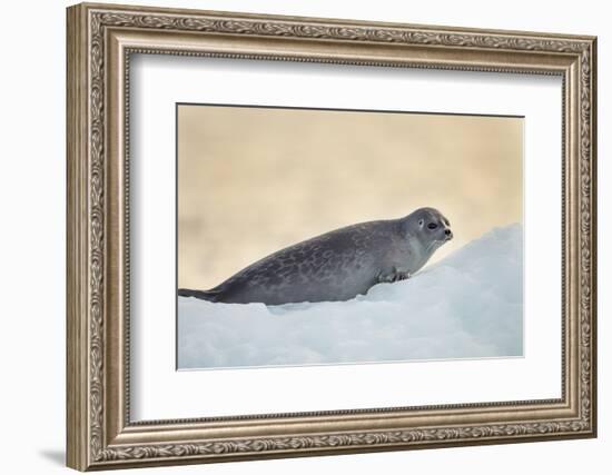 Ringed Seal Pup, Nunavut, Canada-Paul Souders-Framed Photographic Print