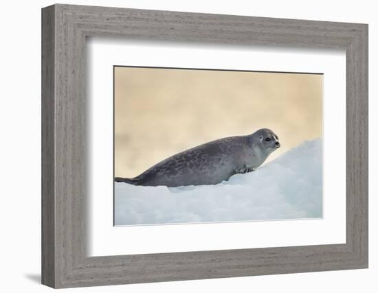 Ringed Seal Pup, Nunavut, Canada-Paul Souders-Framed Photographic Print