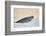 Ringed Seal Pup, Nunavut, Canada-Paul Souders-Framed Photographic Print