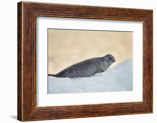 Ringed Seal Pup, Nunavut, Canada-Paul Souders-Framed Photographic Print