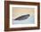 Ringed Seal Pup, Nunavut, Canada-Paul Souders-Framed Photographic Print