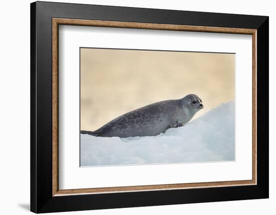 Ringed Seal Pup, Nunavut, Canada-Paul Souders-Framed Photographic Print