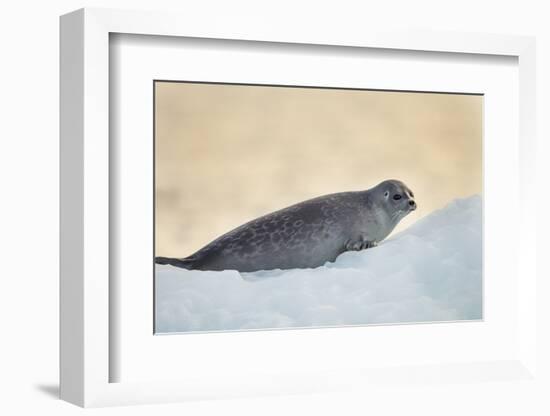 Ringed Seal Pup, Nunavut, Canada-Paul Souders-Framed Photographic Print