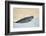 Ringed Seal Pup, Nunavut, Canada-Paul Souders-Framed Photographic Print