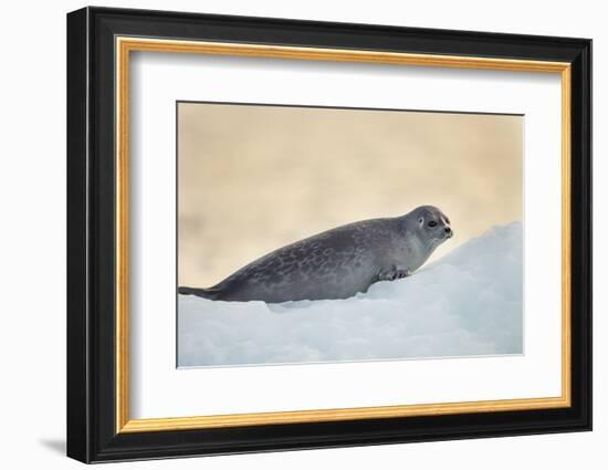 Ringed Seal Pup, Nunavut, Canada-Paul Souders-Framed Photographic Print