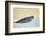 Ringed Seal Pup, Nunavut, Canada-Paul Souders-Framed Photographic Print