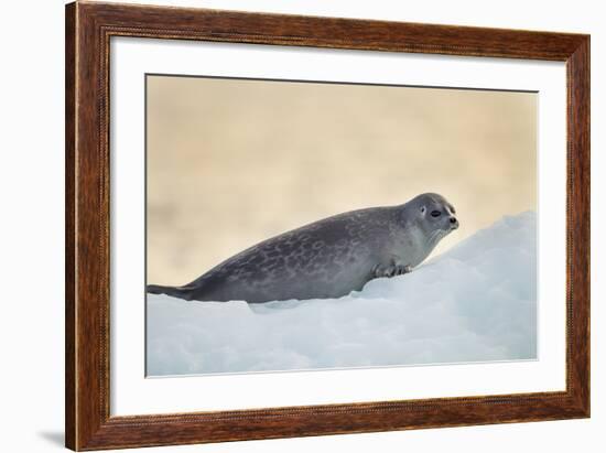 Ringed Seal Pup, Nunavut, Canada-Paul Souders-Framed Photographic Print