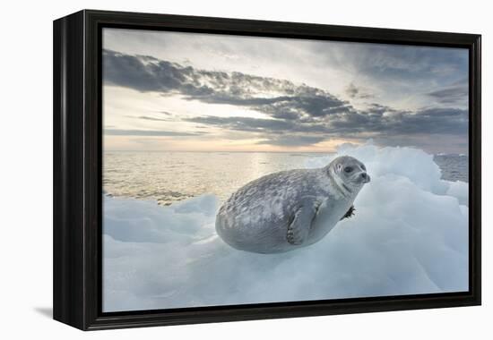 Ringed Seal Pup on Iceberg, Nunavut Territory, Canada-Paul Souders-Framed Premier Image Canvas