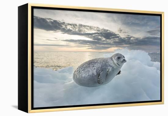 Ringed Seal Pup on Iceberg, Nunavut Territory, Canada-Paul Souders-Framed Premier Image Canvas