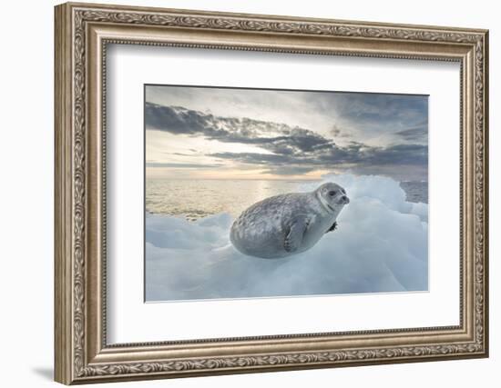 Ringed Seal Pup on Iceberg, Nunavut Territory, Canada-Paul Souders-Framed Photographic Print