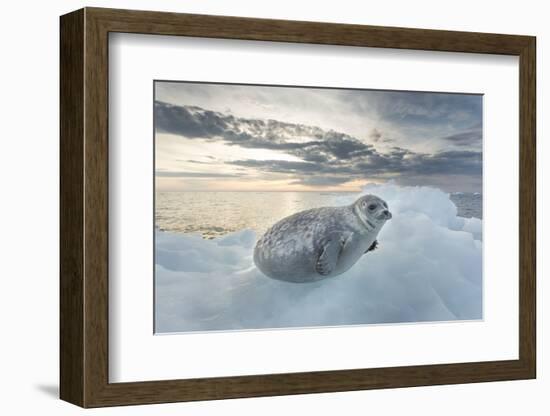 Ringed Seal Pup on Iceberg, Nunavut Territory, Canada-Paul Souders-Framed Photographic Print