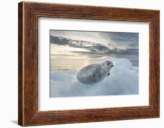 Ringed Seal Pup on Iceberg, Nunavut Territory, Canada-Paul Souders-Framed Photographic Print