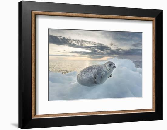 Ringed Seal Pup on Iceberg, Nunavut Territory, Canada-Paul Souders-Framed Photographic Print