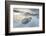 Ringed Seal Pup on Iceberg, Nunavut Territory, Canada-Paul Souders-Framed Photographic Print