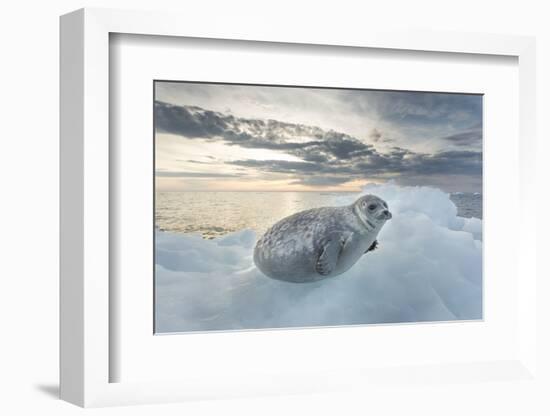 Ringed Seal Pup on Iceberg, Nunavut Territory, Canada-Paul Souders-Framed Photographic Print