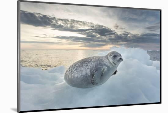 Ringed Seal Pup on Iceberg, Nunavut Territory, Canada-Paul Souders-Mounted Photographic Print