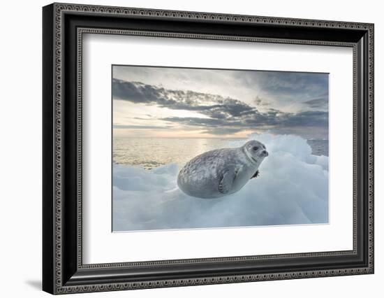 Ringed Seal Pup on Iceberg, Nunavut Territory, Canada-Paul Souders-Framed Photographic Print