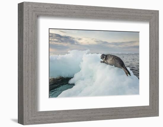 Ringed Seal Pup on Iceberg, Nunavut Territory, Canada-Paul Souders-Framed Photographic Print