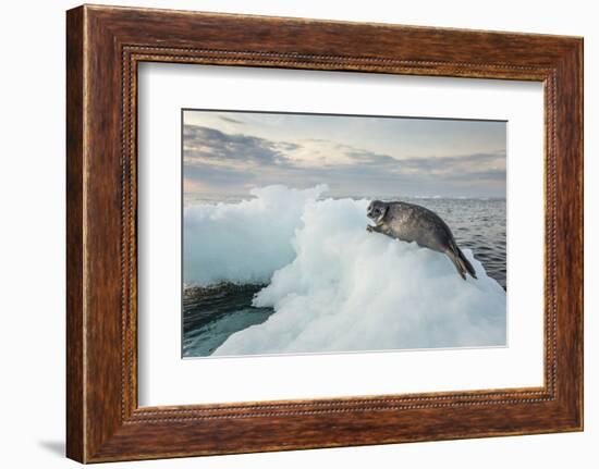 Ringed Seal Pup on Iceberg, Nunavut Territory, Canada-Paul Souders-Framed Photographic Print