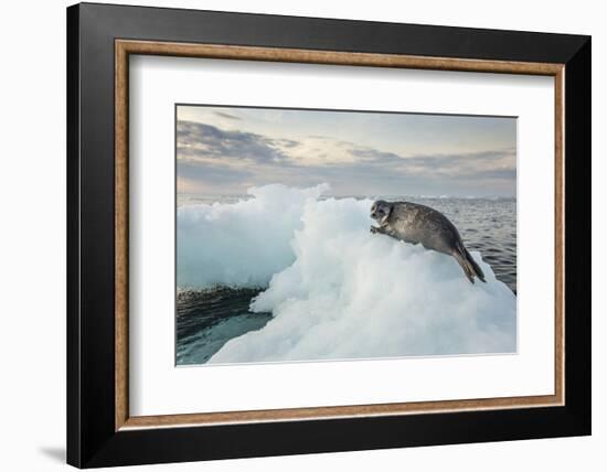 Ringed Seal Pup on Iceberg, Nunavut Territory, Canada-Paul Souders-Framed Photographic Print