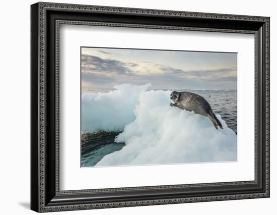 Ringed Seal Pup on Iceberg, Nunavut Territory, Canada-Paul Souders-Framed Photographic Print