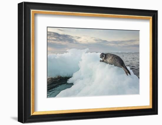 Ringed Seal Pup on Iceberg, Nunavut Territory, Canada-Paul Souders-Framed Photographic Print