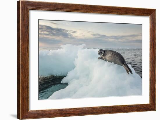 Ringed Seal Pup on Iceberg, Nunavut Territory, Canada-Paul Souders-Framed Photographic Print